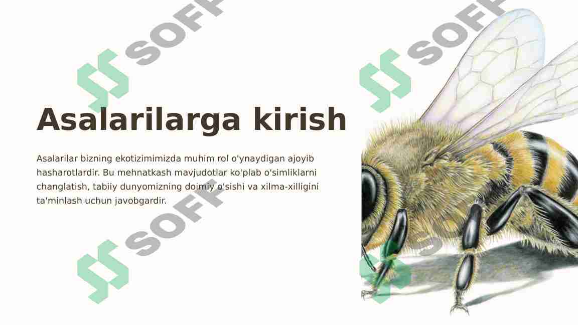 Asalarilar haqida 1