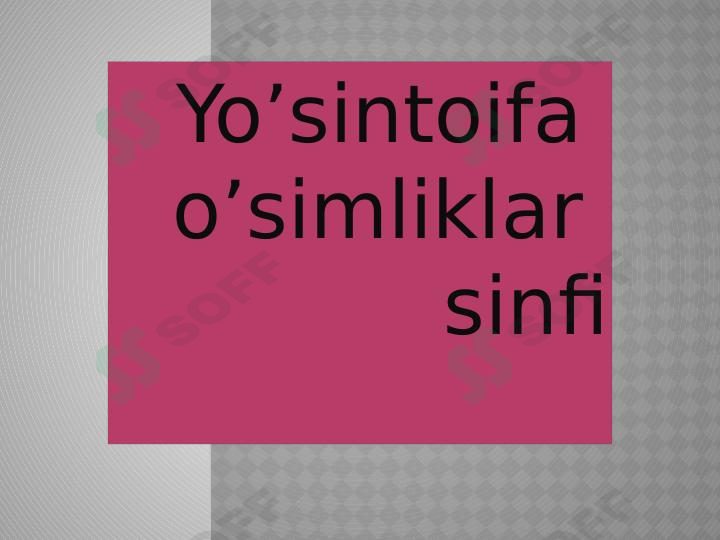 Yoʻsintoifa  sinfi 1