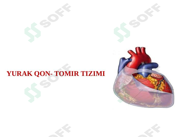 Yurak qon tomir tizimi 1