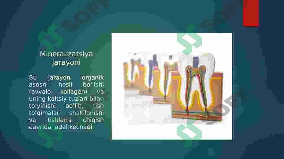 TISHDA MINERALIZATSIYA VA DEMINERALIZATSIYA JARAYONLARI 2