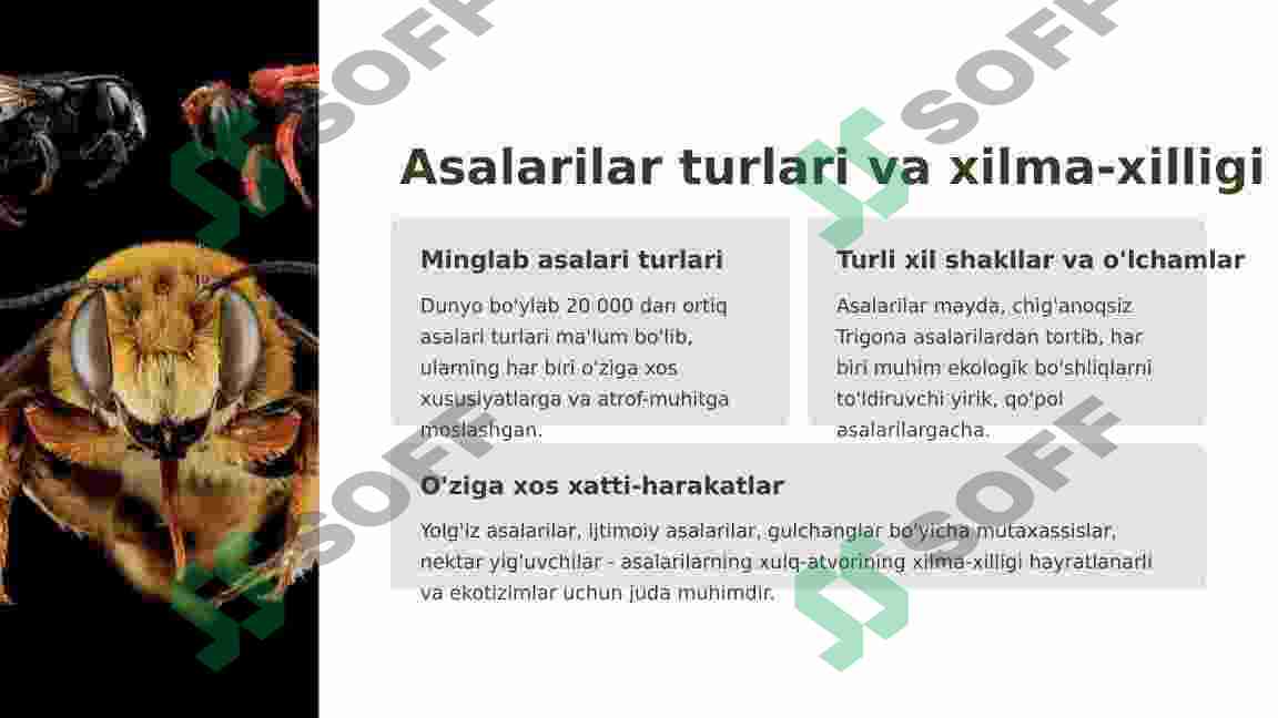 Asalarilar haqida 2