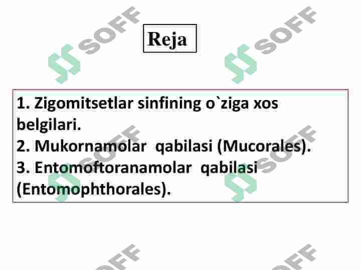 Zigomitsetsimonlar sinfi 2