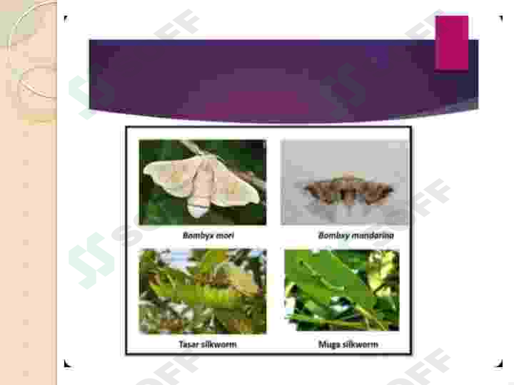 Tut ipak qurti biotexnologiyasi 3