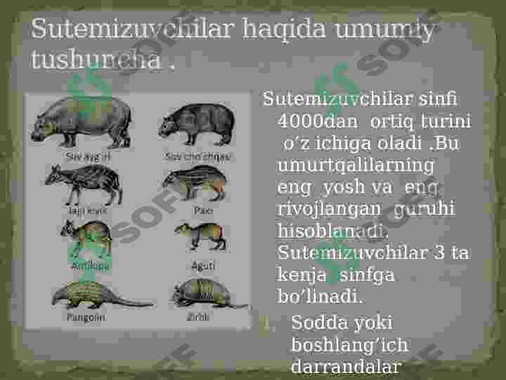 Sutemizuvchilar sinfi 3