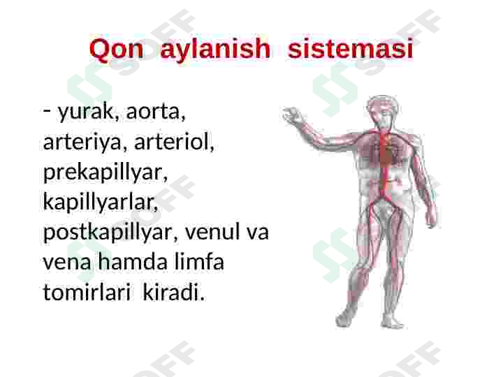 Yurak qon tomir tizimi 3