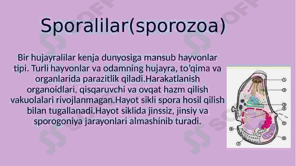 Sporalilar sinfi 3