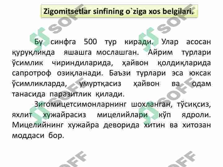 Zigomitsetsimonlar sinfi 3