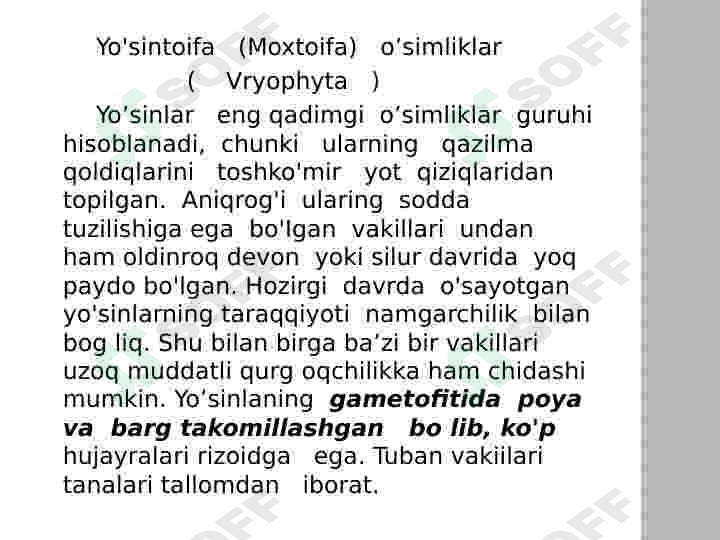 Yoʻsintoifa  sinfi 4