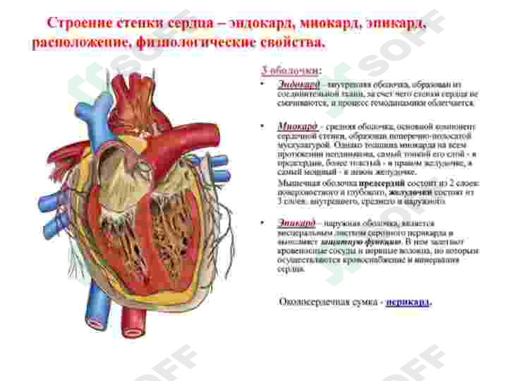 Yurak qon tomir tizimi 6