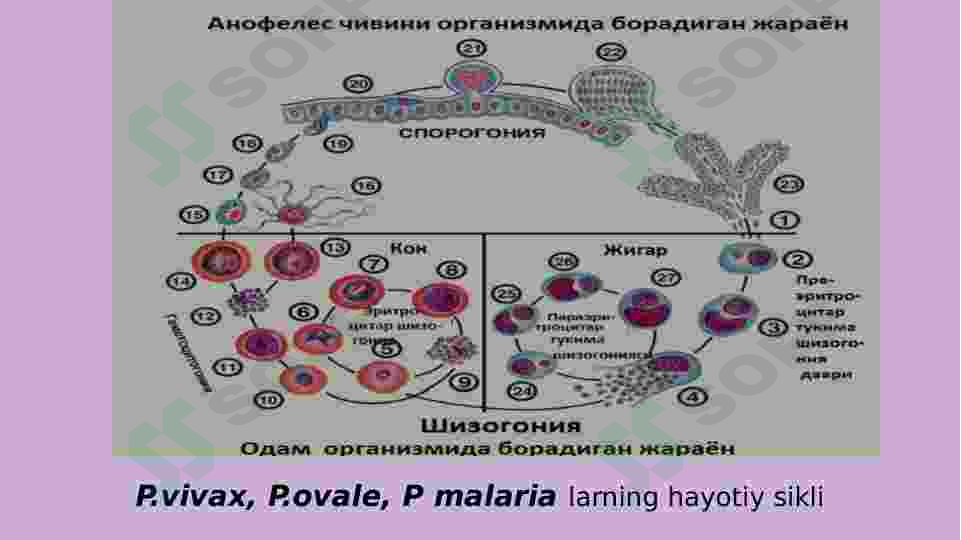 Sporalilar sinfi 8