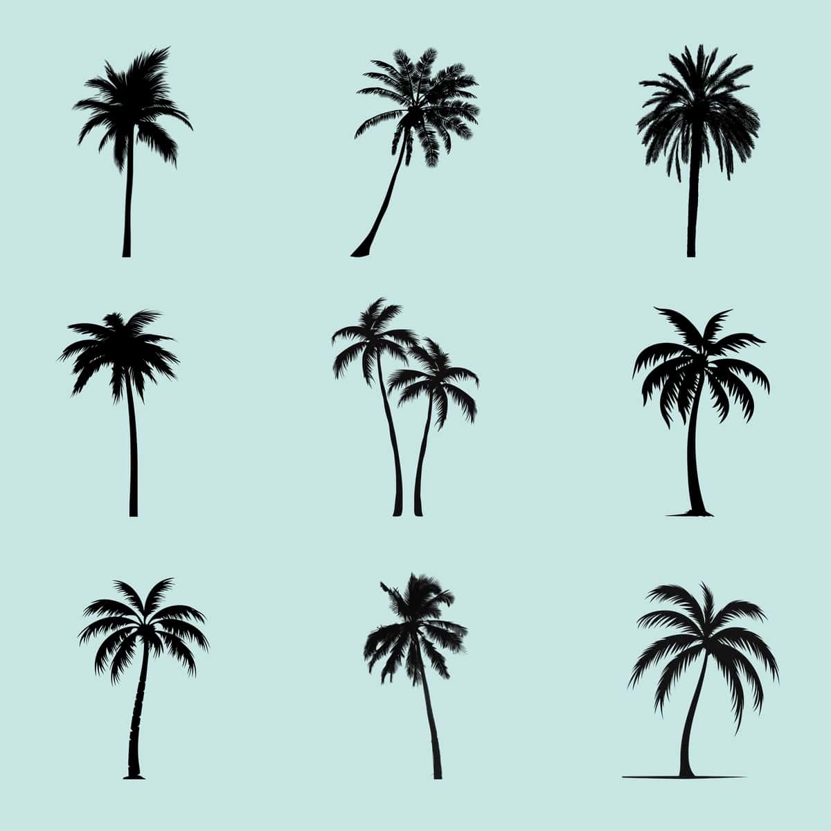 Tropik palma daraxti siluetlari to'plami | Tropical palm tree silhouettes collection 1
