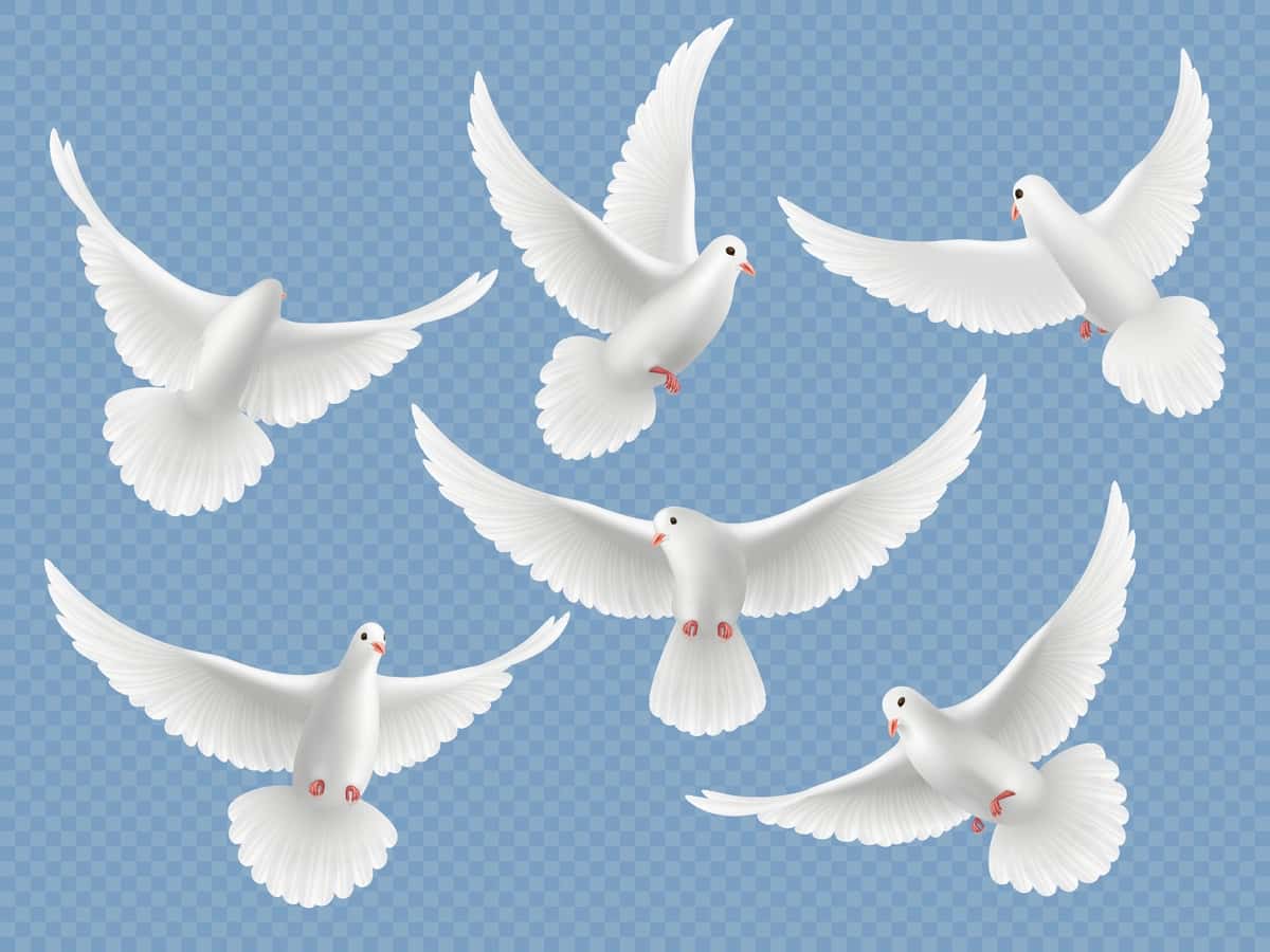Haqiqiy kaptarlar oq erkinlik uchar qushlar kaptarlar din ramzlari | Realistic doves white freedom flying birds pigeons religion symbols 1