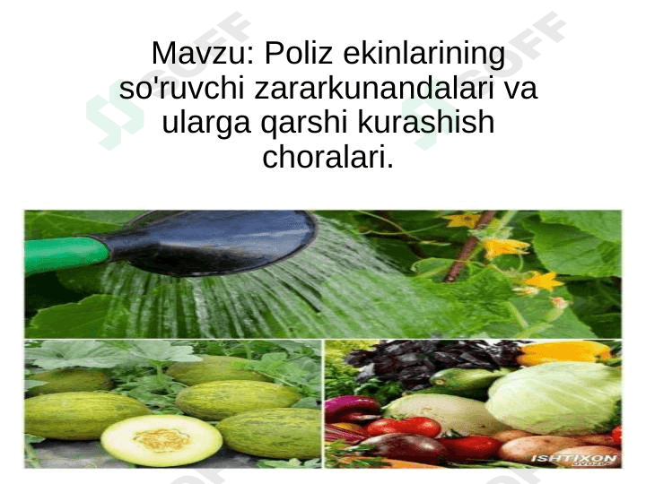 Poliz ekinlarining so'ruvchi zararkunandalari va ularga qarshi kurashish choralari 1