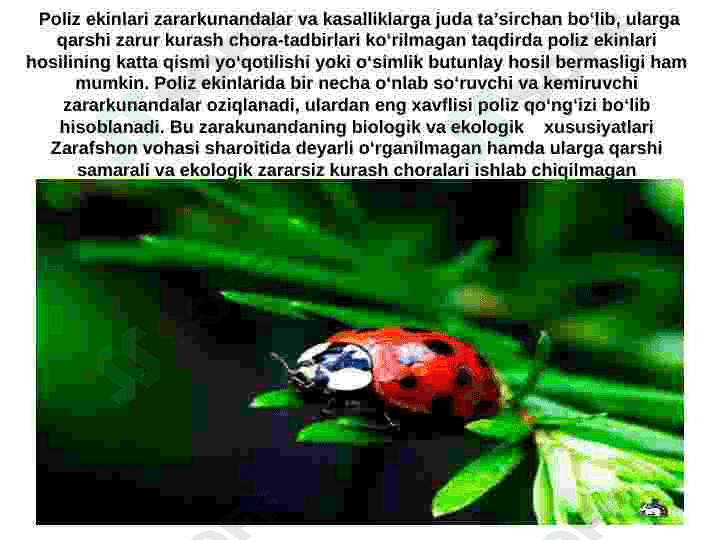 Poliz ekinlarining so'ruvchi zararkunandalari va ularga qarshi kurashish choralari 2