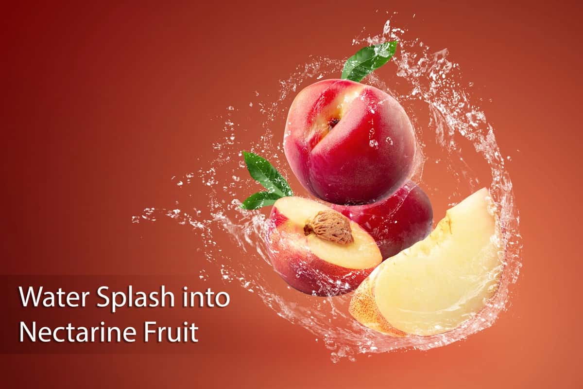 Yangi nektarin mevasi qizil rangda suv sepmoqda | Water splashing fresh nectarine fruit red 1
