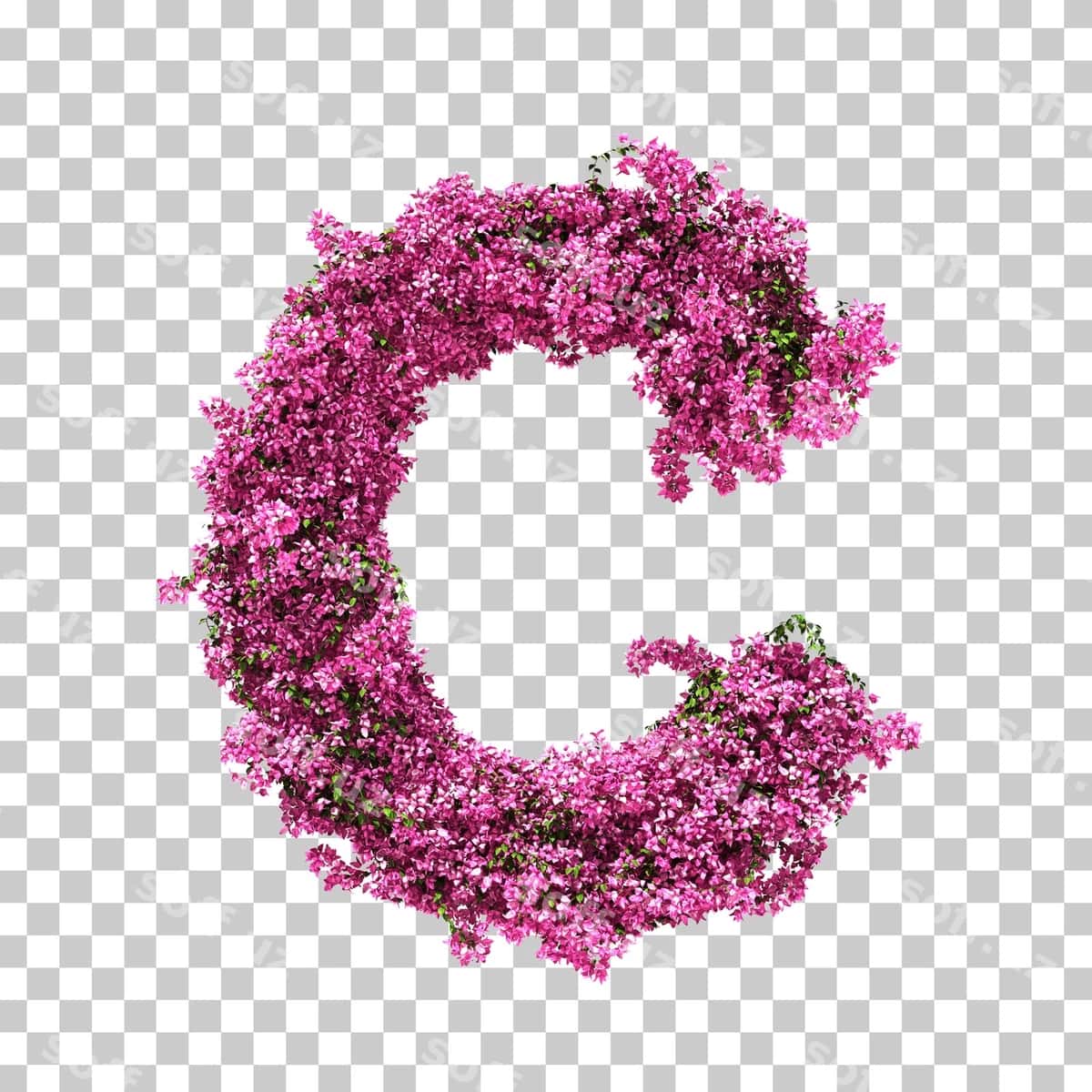 3d rendering buvayngvilla c harfi | 3d rendering bougainvillea letter c 1