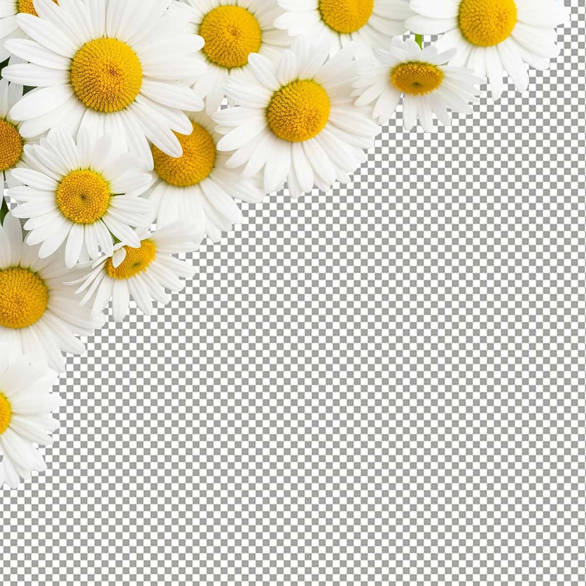 Shaffof fon bilan romashka gullari burchagi | Chamomile flowers corner with transparent background 1
