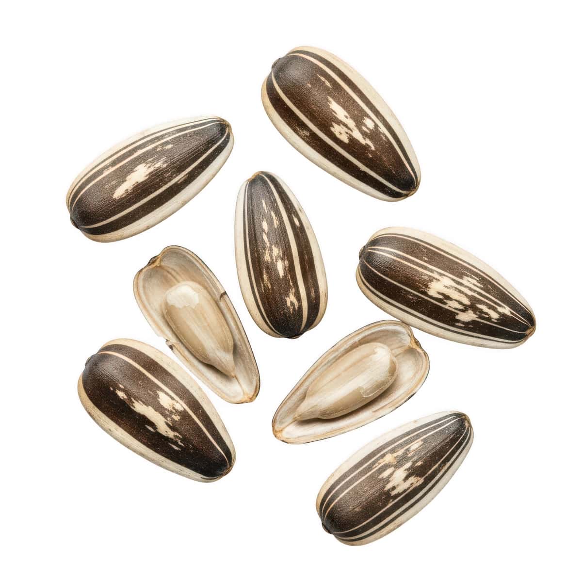 Tarqalgan kungaboqar urug'lari oq fon | Scattered sunflower seeds white background 1