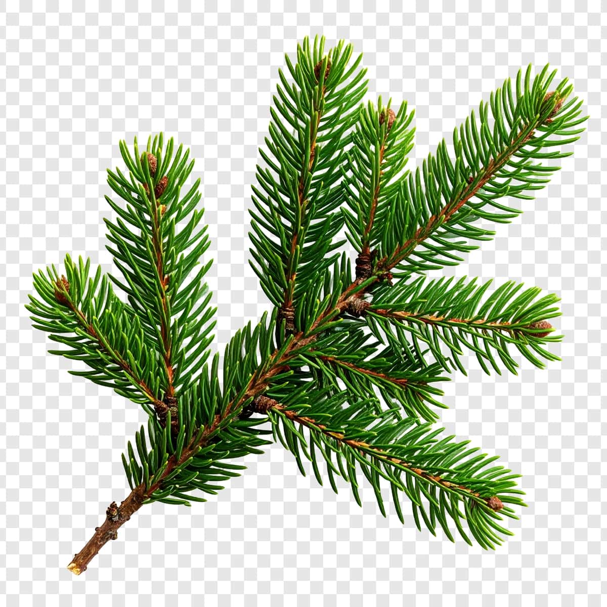Ignali jonli doim yashil novda izolyatsiya qilingan oq fonni yopadi | Vibrant evergreen branch with needles close up isolated white background 1