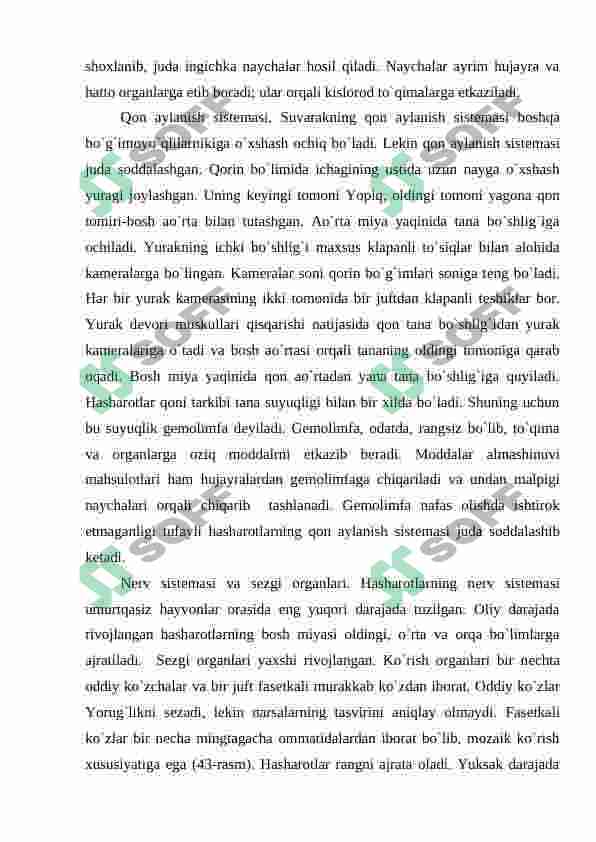 Hashorotlar 5