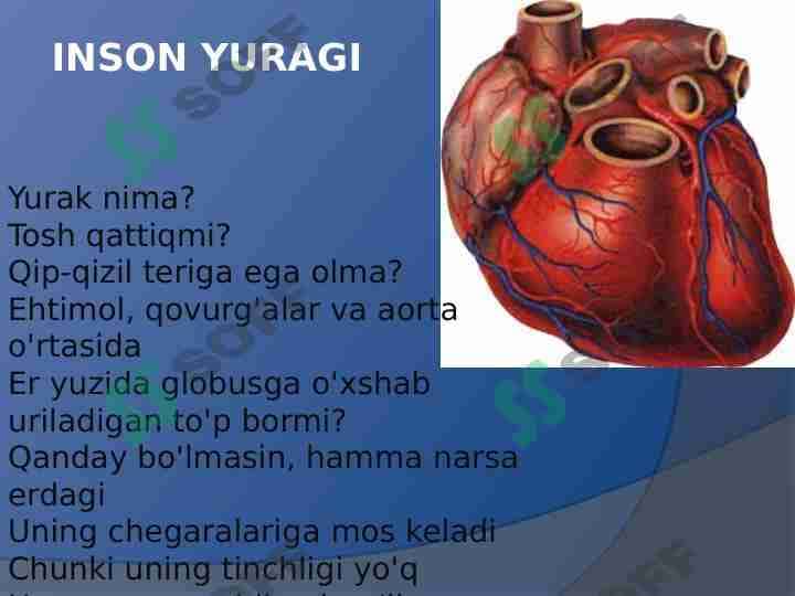 Inson yuragi 1