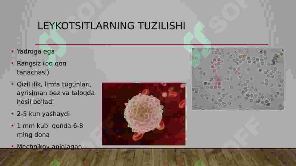 Leykositlar. Oshishi. kamaiyishi. sanash usullari 3