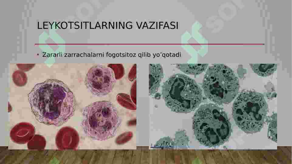 Leykositlar. Oshishi. kamaiyishi. sanash usullari 4