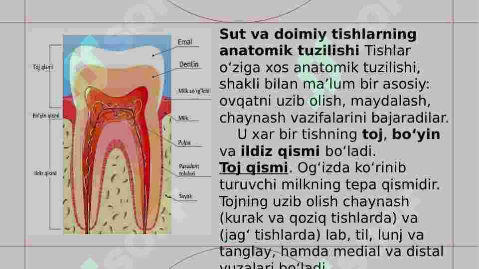 SUT VA DOIMIY TISHLARNING ANATOMIK, GISTOLOGIK VA QATTIQ TO’QIMALARNING KIMYOVIY TUZULISHI 3
