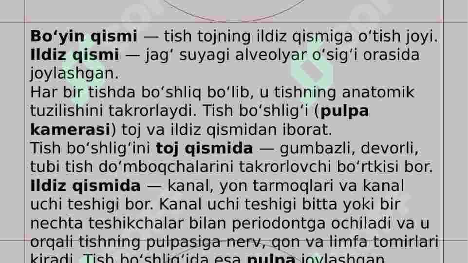 SUT VA DOIMIY TISHLARNING ANATOMIK, GISTOLOGIK VA QATTIQ TO’QIMALARNING KIMYOVIY TUZULISHI 4