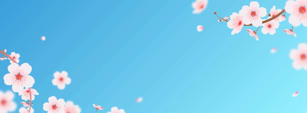 Gul barglari tushgan bahorgi gilos banneri | Spring cherry blossom with falling petals banner 1