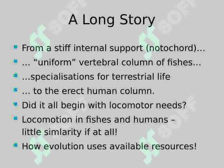 Vertebral  Column 2
