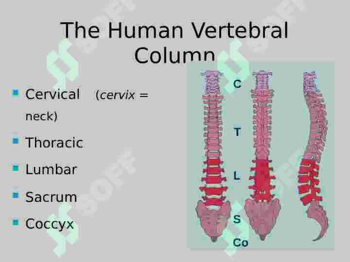 Vertebral  Column 3
