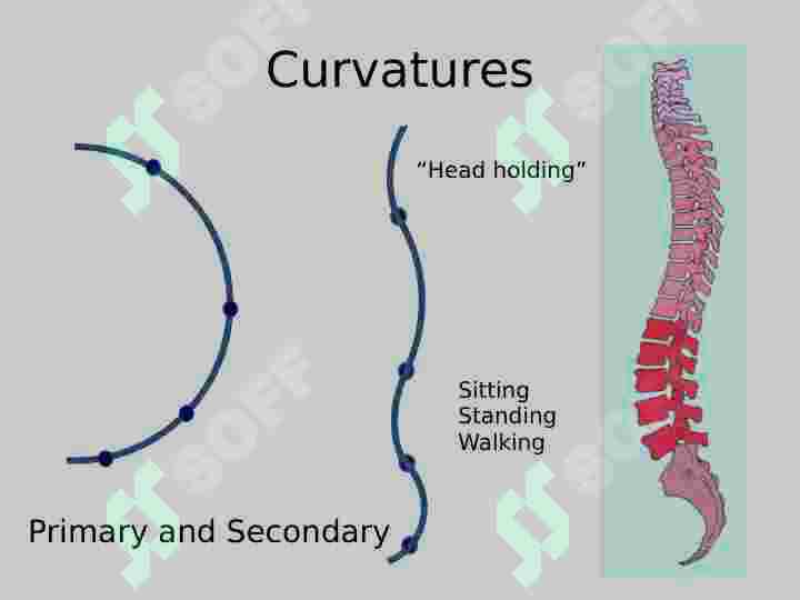 Vertebral  Column 4