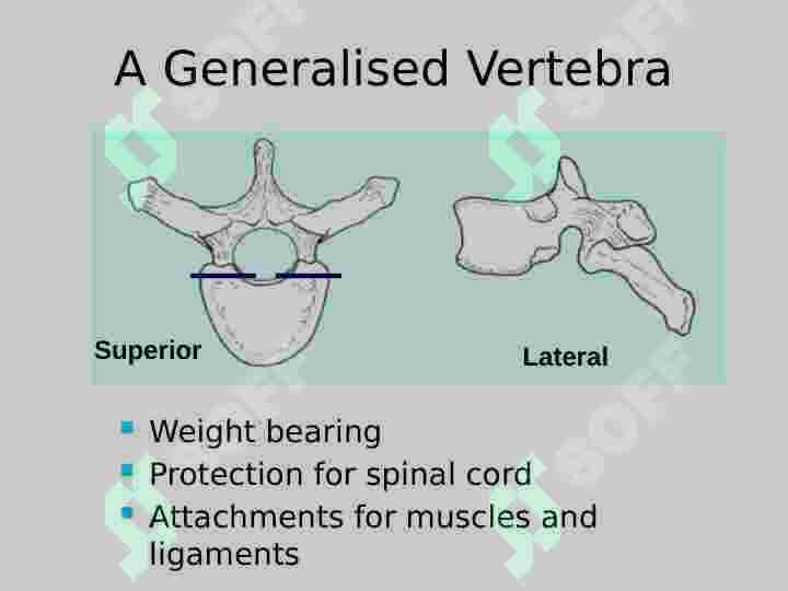 Vertebral  Column 5