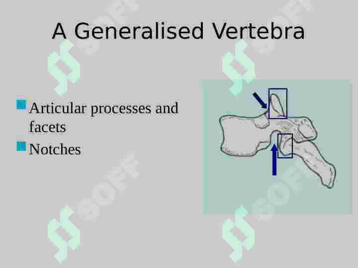 Vertebral  Column 7