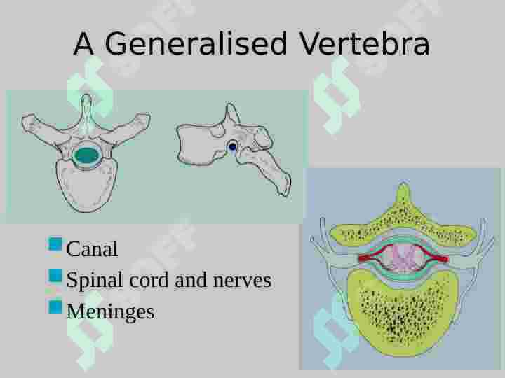 Vertebral  Column 8