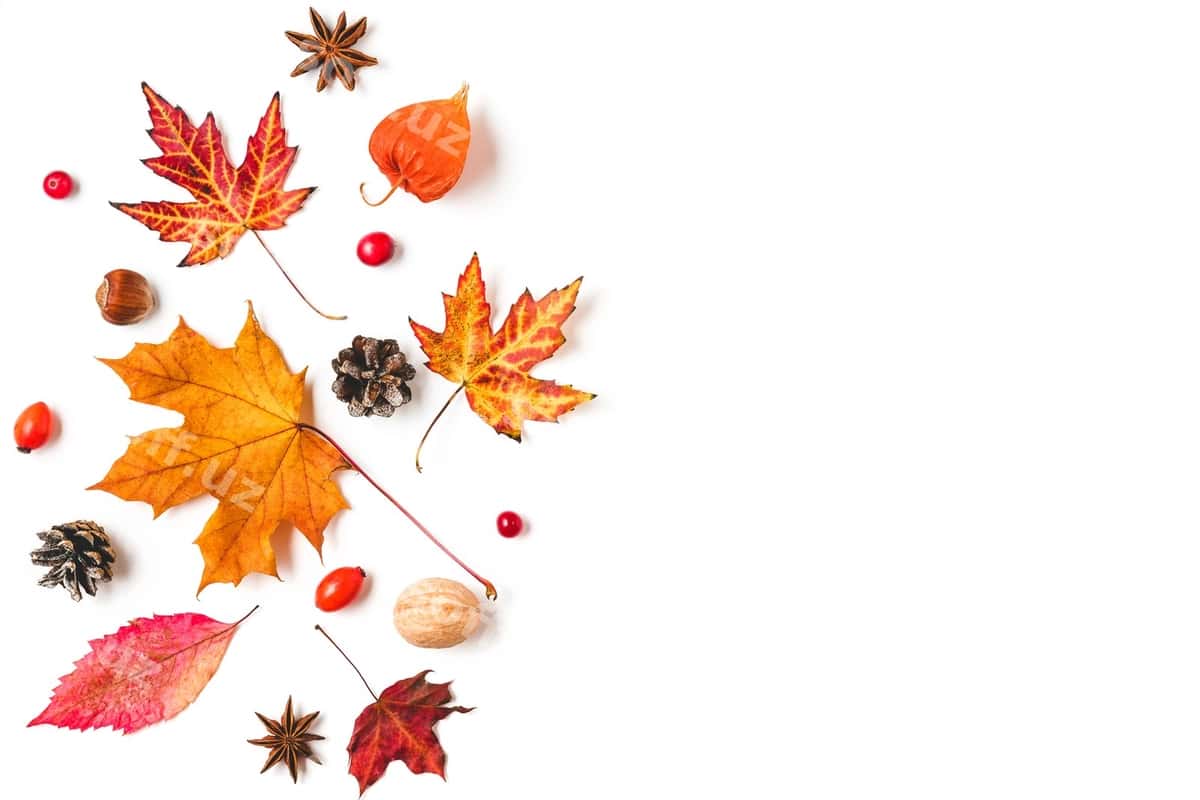 Guruch barglari orzu bilan oq fonda ajraltirilgan | Autumn leaves with nuts isolated white 1