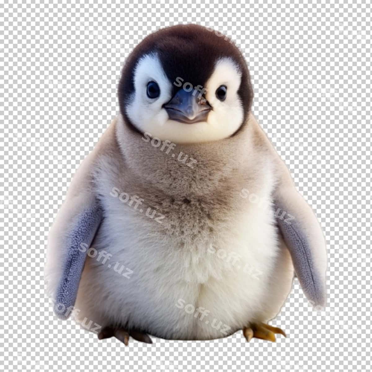 Bola pinguin | Baby penguin 1