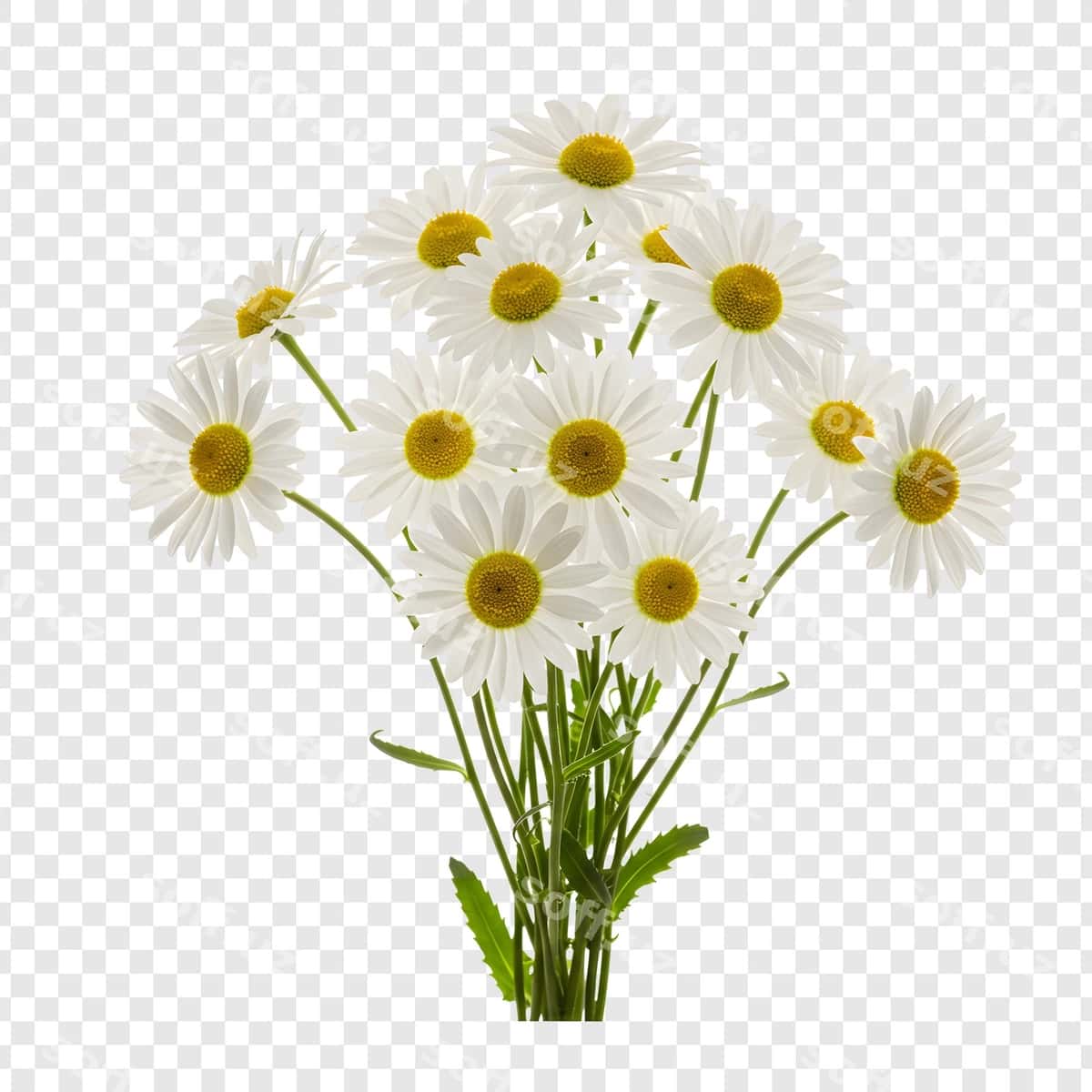 Chiroyli guldasta yangi oq papatyalar | Beautiful bouquet fresh white daisies 1