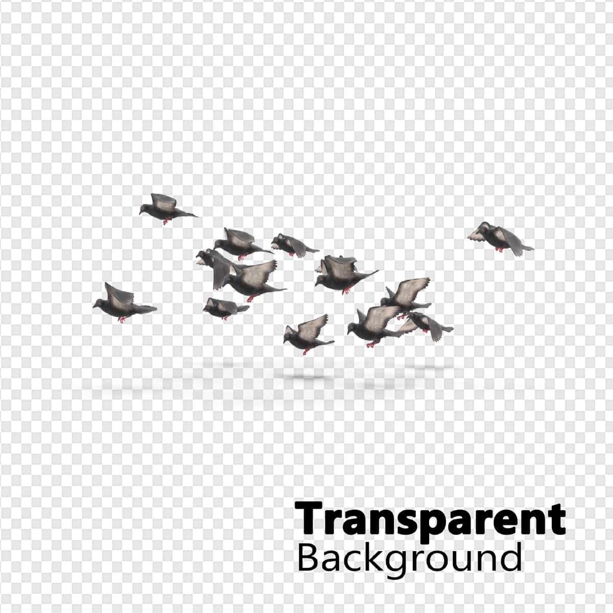 Qushlar shaffof fon | Birds transparent background 1