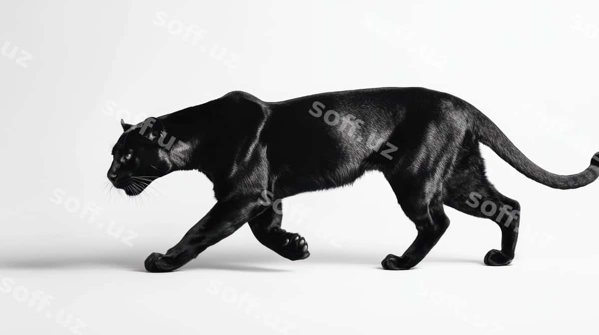Qora panther yurayotgan oq orqa fonda | Black panther walking white background 1