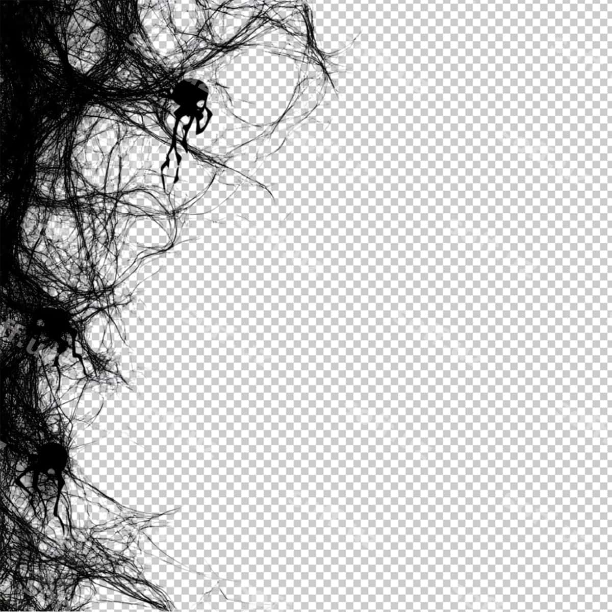 Qora urug'lar pautinalari oq orqa fonda | Black spider webs white background 1