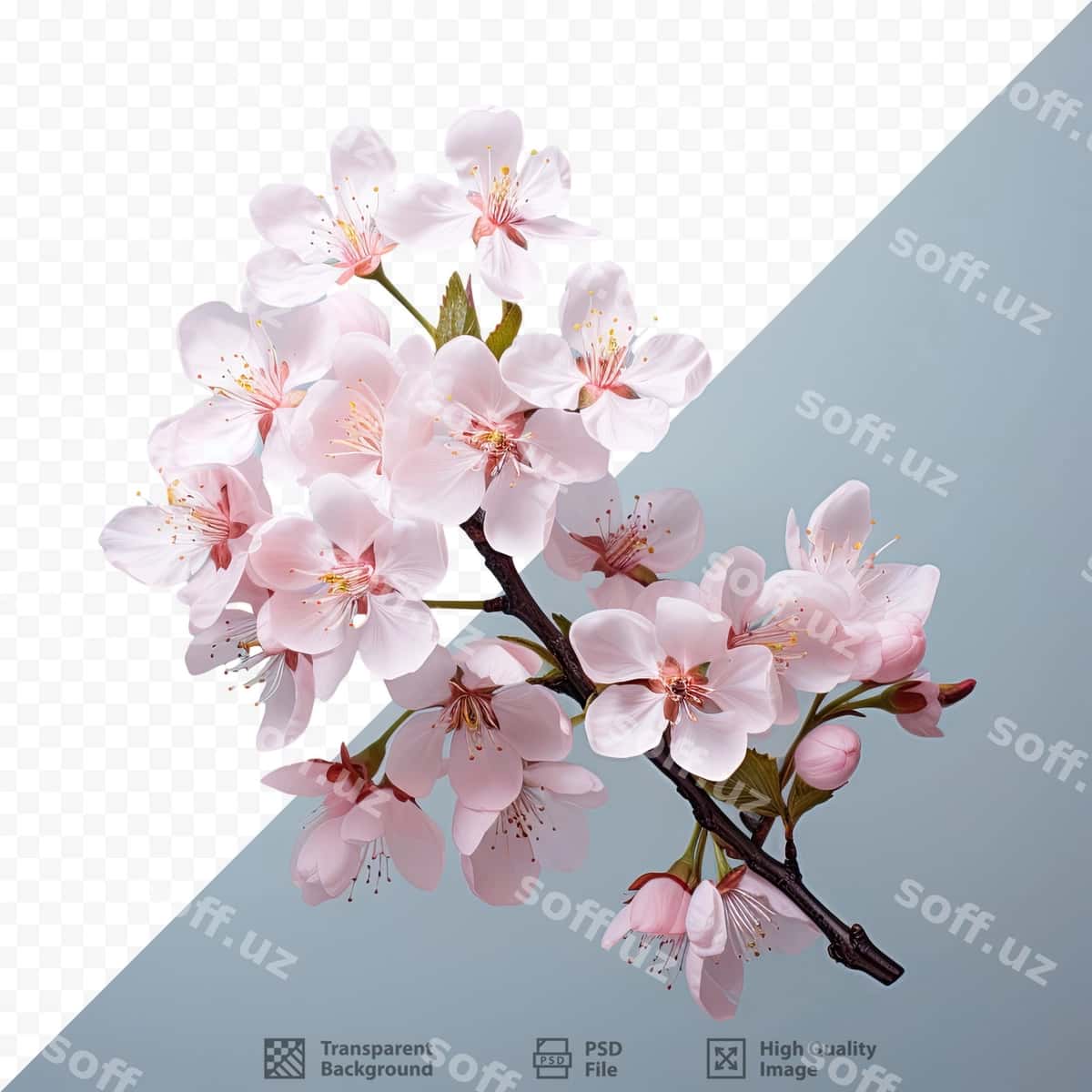 Gullay chiroyli olcha | Blossoming cherry 1