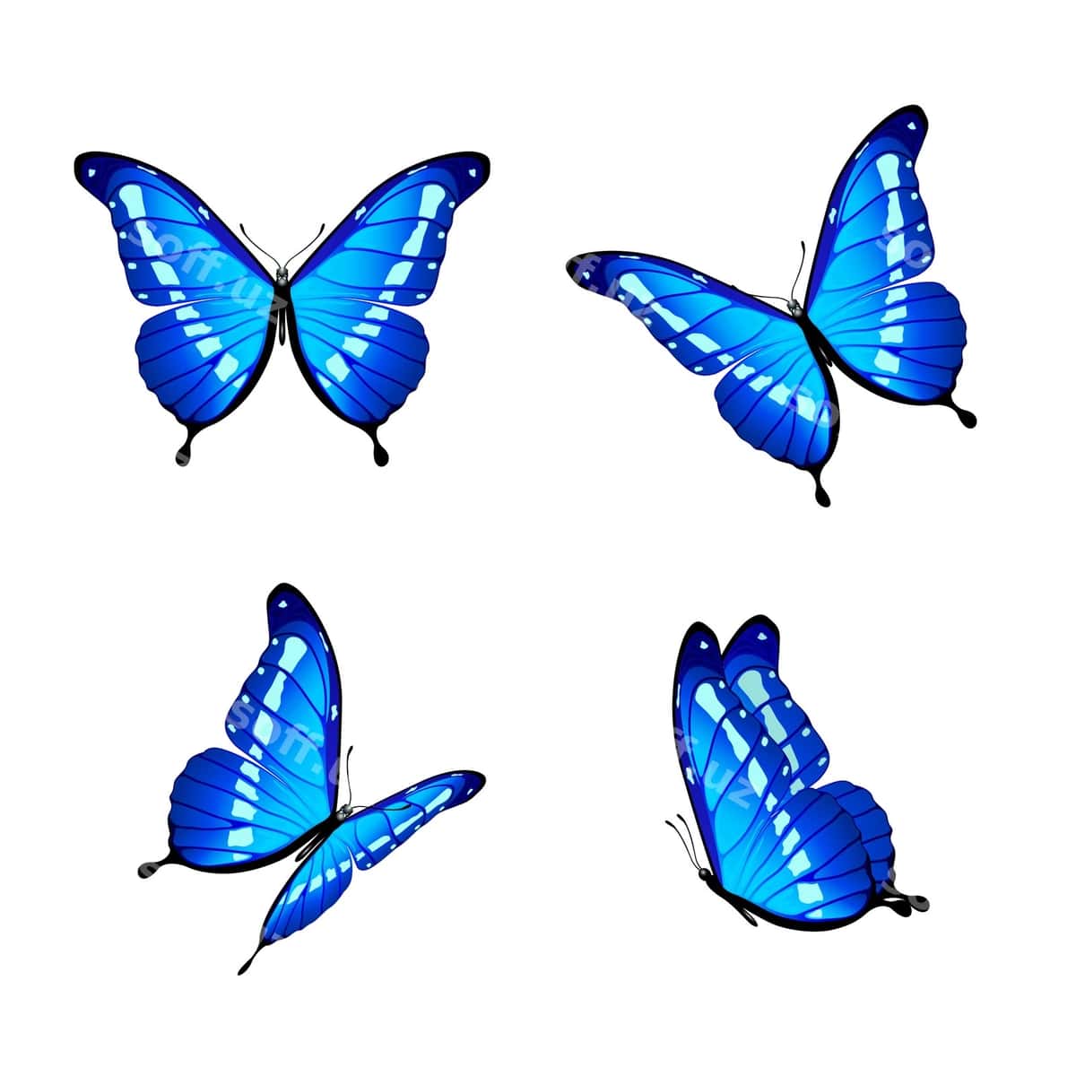 Ko'k farflilar | Blue butterflies 1