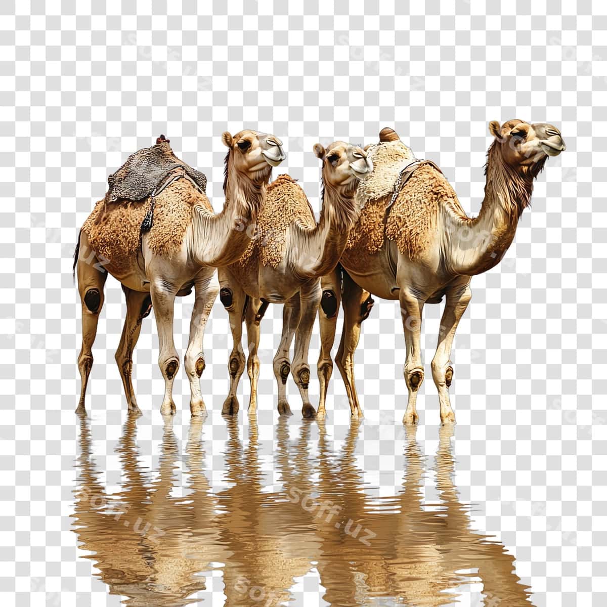 Dahilar diniy hristion | Camels religious christian 1