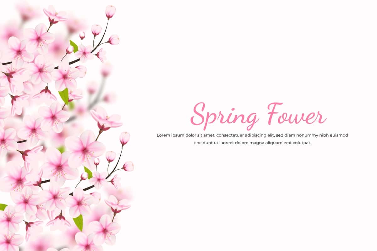 Haqiqiy gullaydigan olcha gullari gul barglari gilos gullari | Realistic blooming cherry flowers petals illustrationcherry blossom 1