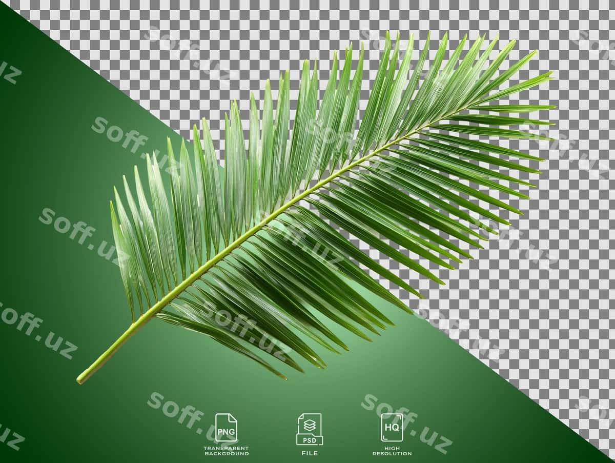 Bargni yaqindan ko'rish | Close up leaf 1