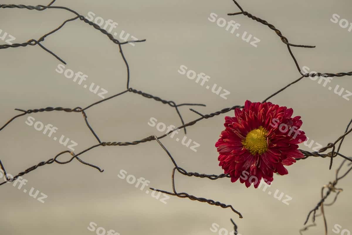Qizil gulli o'simlikni yoping | Close up red flowering plant 1