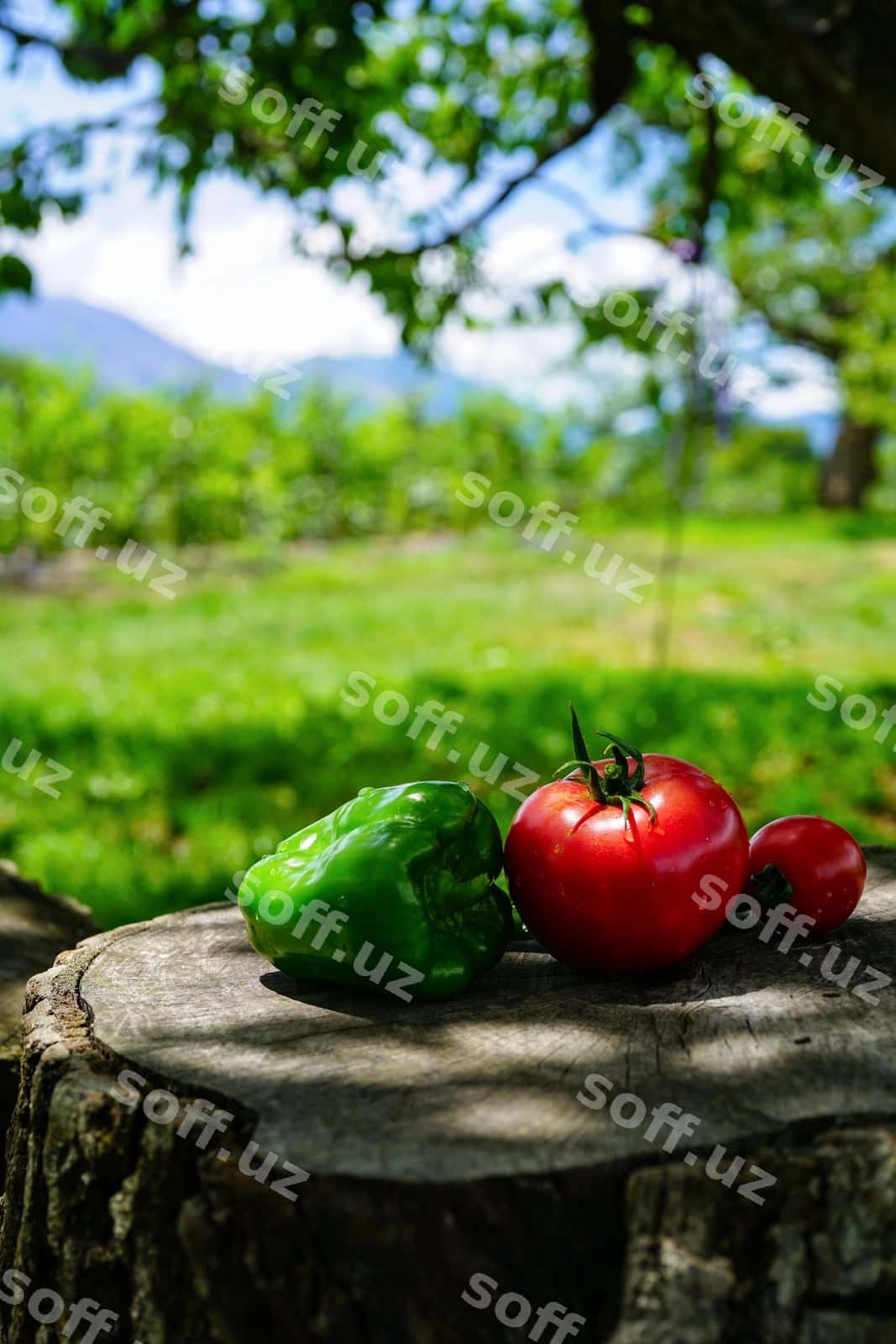 Yaqin sabzi daraxti | Close up vegetable tree 1