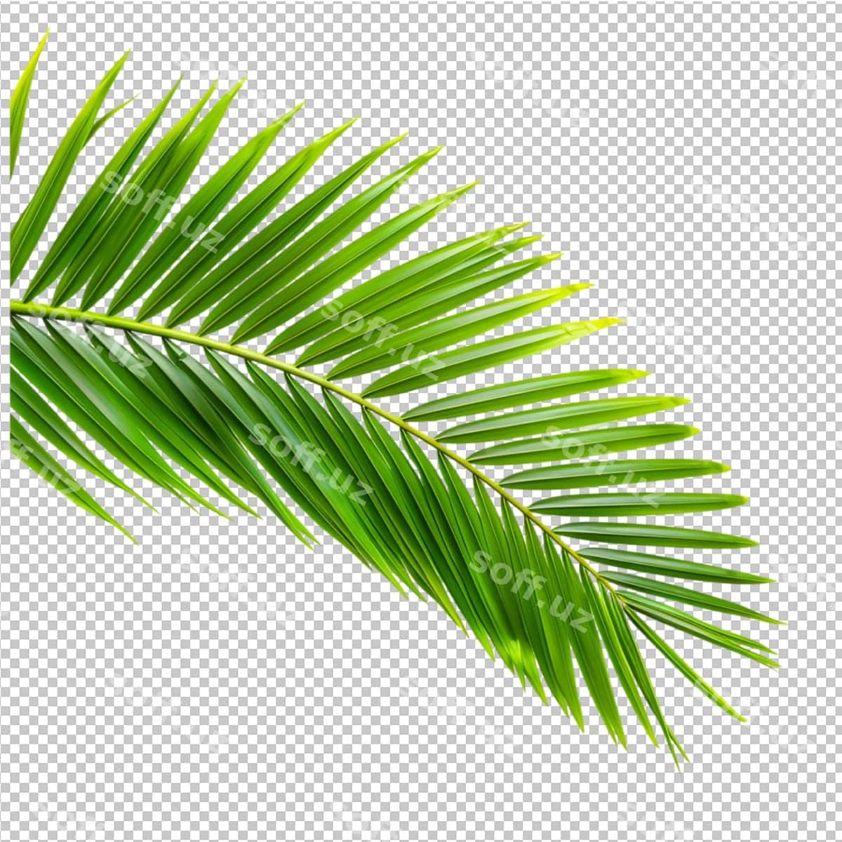 Hindiston yong'og'i palma barglari | Coconut palm leaves 1